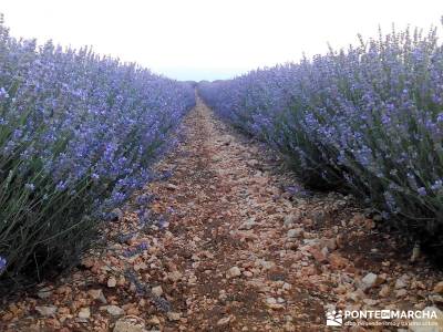 Campos Lavanda Brihuega-Provenza Española; desafío senderista sierra de guadarrama senderismo